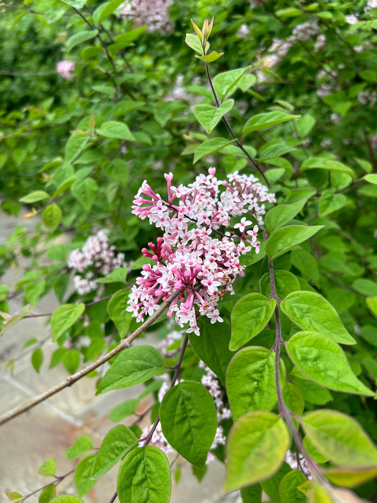 Aurora’s Diary –&nbsp;直搗內心的近期雜感